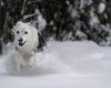 Ski Urlaub mit Hund? Na klar!