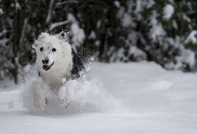 Ski Urlaub mit Hund? Na klar!