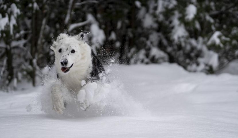 Ski Urlaub mit Hund? Na klar!